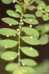 Muscarene Island leaf-flower